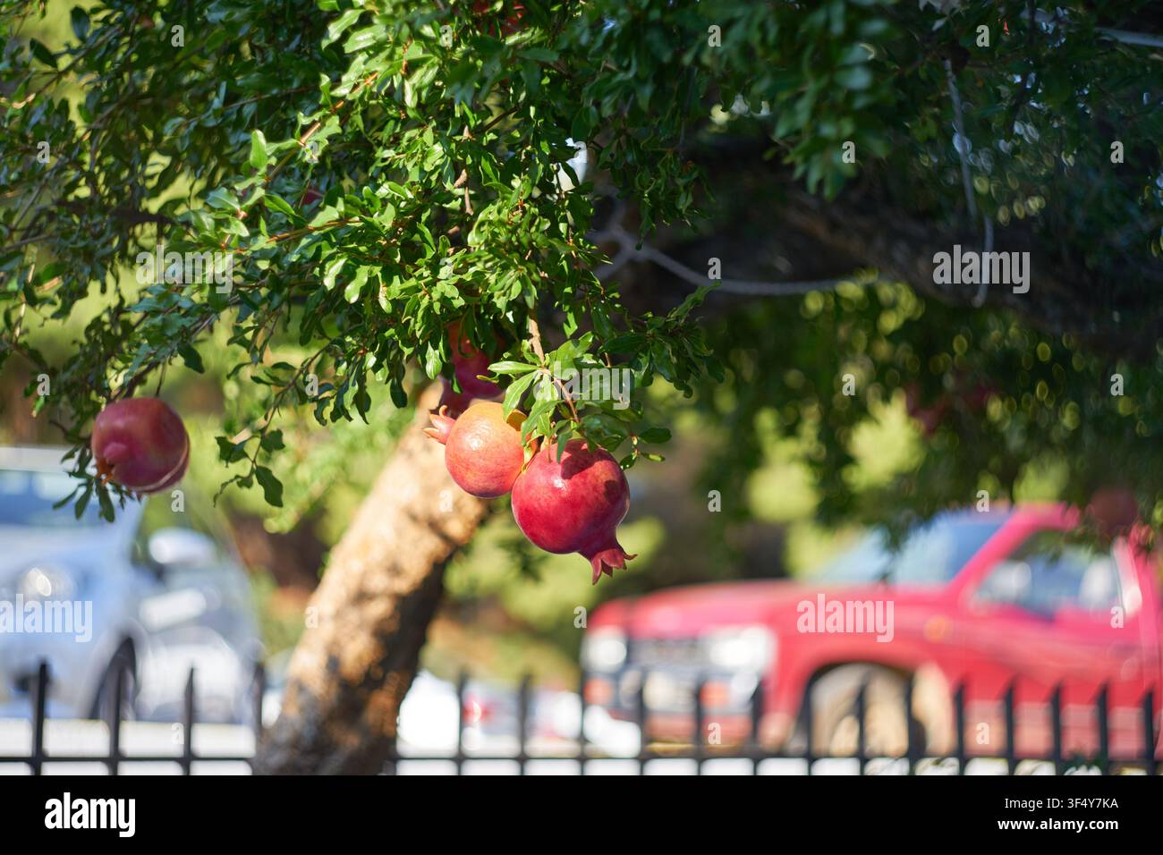 Reife rote Granatäpfel hängen an üppigen grünen Baumzweigen in einer sonnigen Gartenumgebung mit verschwommenen Autos im Hintergrund während des Tages. Stockfoto
