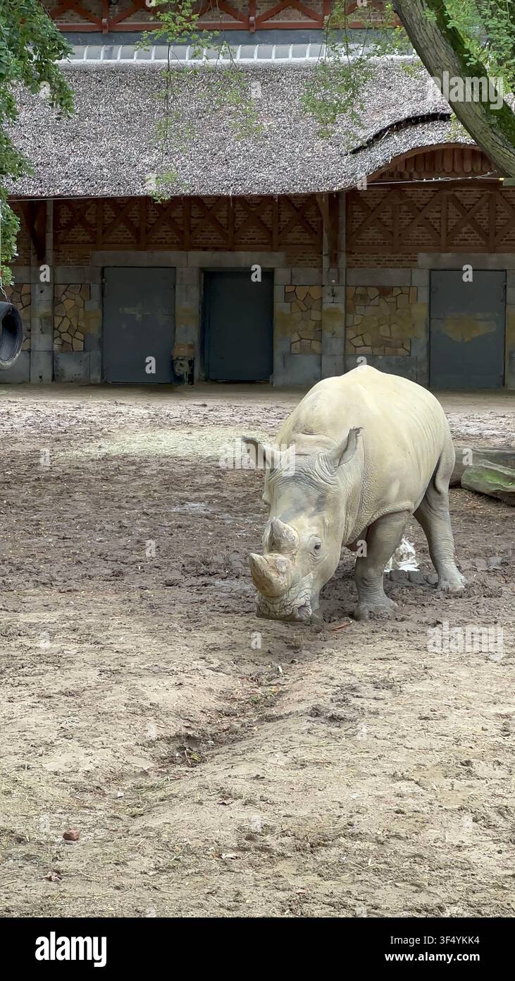 Weißer Nashorn steht auf schlammigem Boden in einem Zoo-Gehege. Einzelner weißer Nashorn geht über ein schlammiges Zoo-Gehege mit einem rustikalen Gebäude im Stockfoto