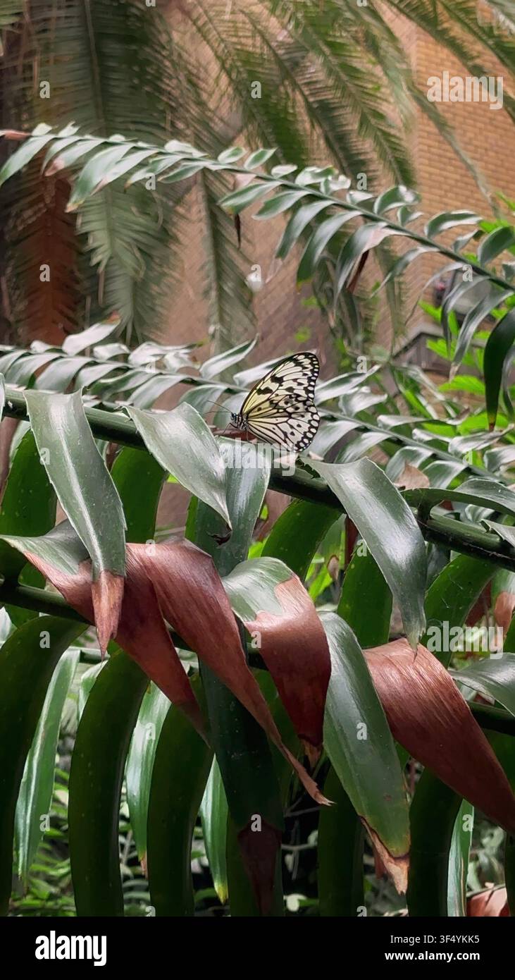 Schwarz-weißer Schmetterling, der auf einem grünen Pflanzenblatt ruht. Zarter schwarz-weiß gemusterter Schmetterling, der anmutig auf einem lebendigen grünen Blatt sitzt, unter Stockfoto