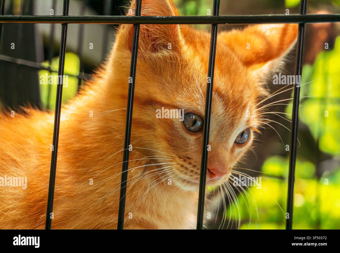 Entzückendes orangefarbenes Tabby-Kätzchen schaut hinter schwarzen Käfigstäben im natürlichen Tageslicht hervor Stockfoto