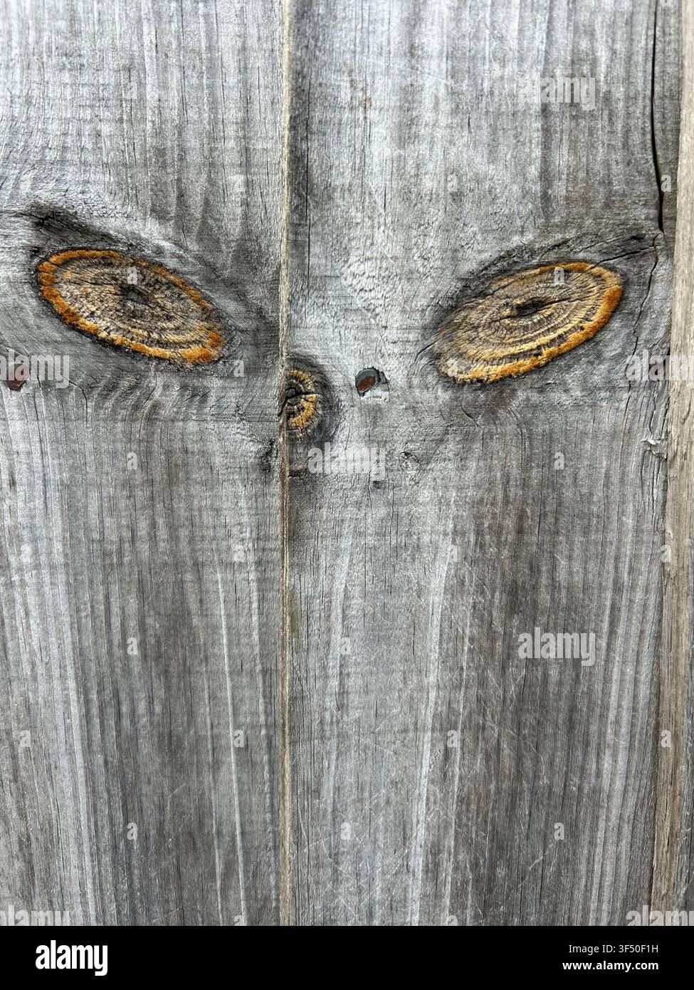 Zwei Holzknoten in einem Zaun, die Augen ähneln Stockfoto