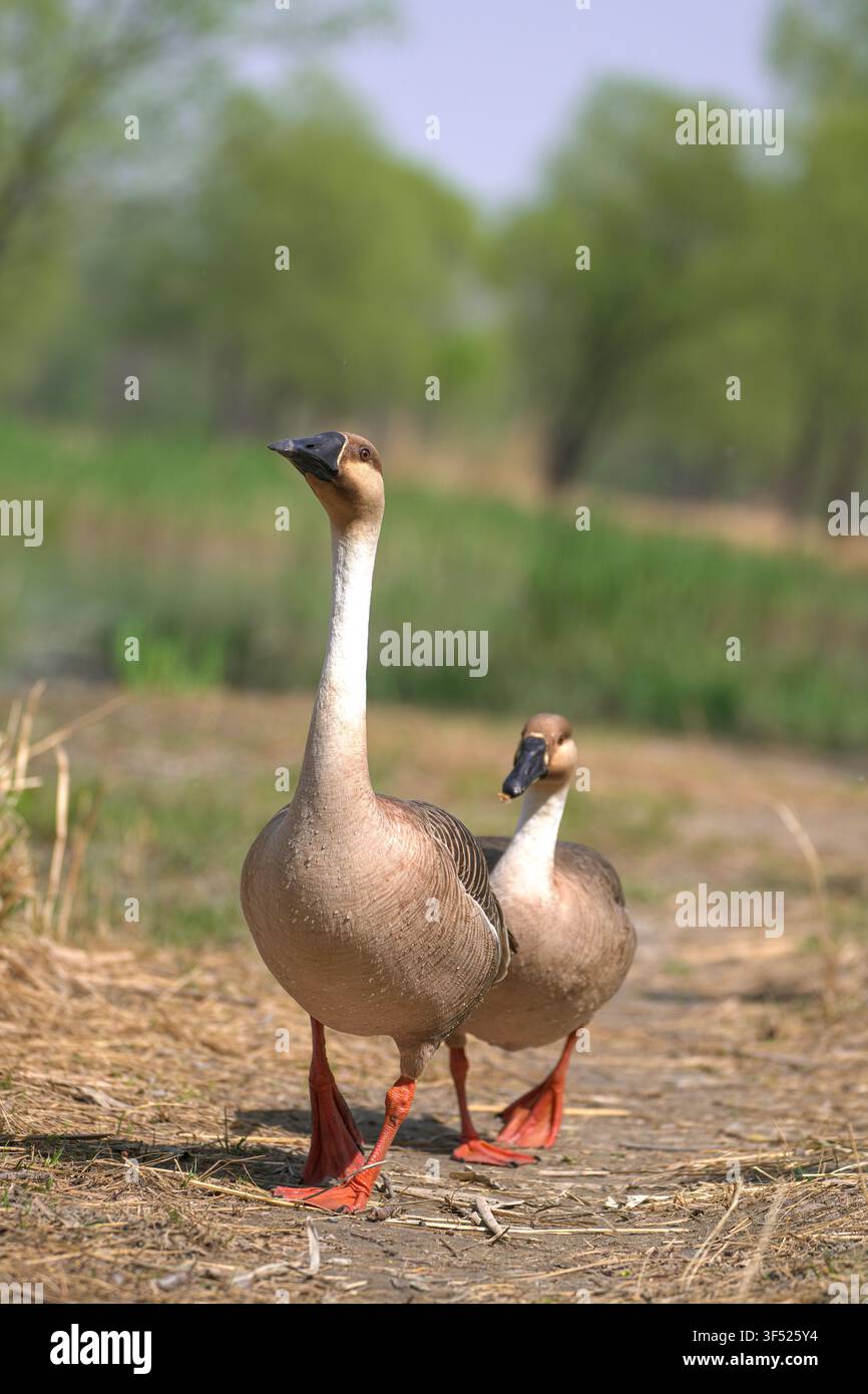 Zwei Schwangensegänse, die am Seeufer entlanggehen Stockfoto