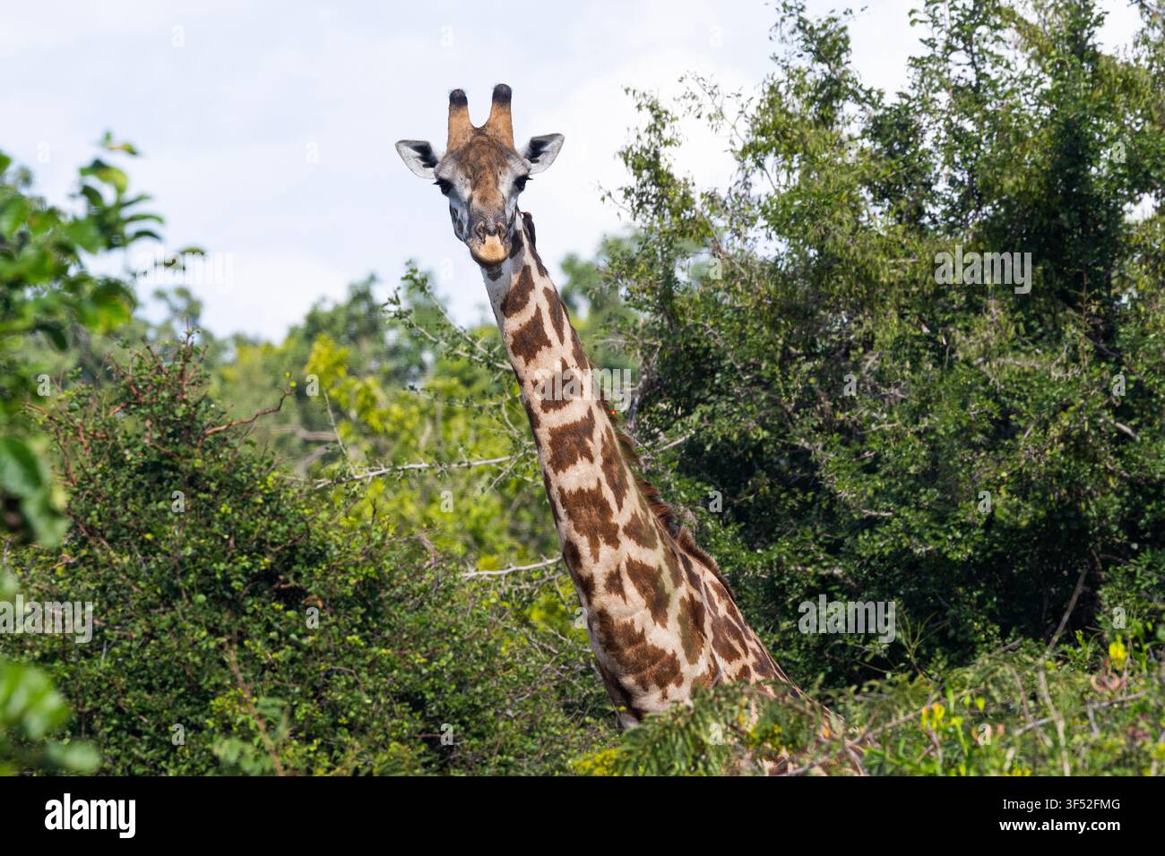 Ein männlicher Giraffe zeigt den Höhenvorteil, den sie gegenüber anderen Tieren haben. Während sie in dichten Wäldern fressen, können sie wachsam bleiben und nach Bedrohungen Ausschau halten Stockfoto