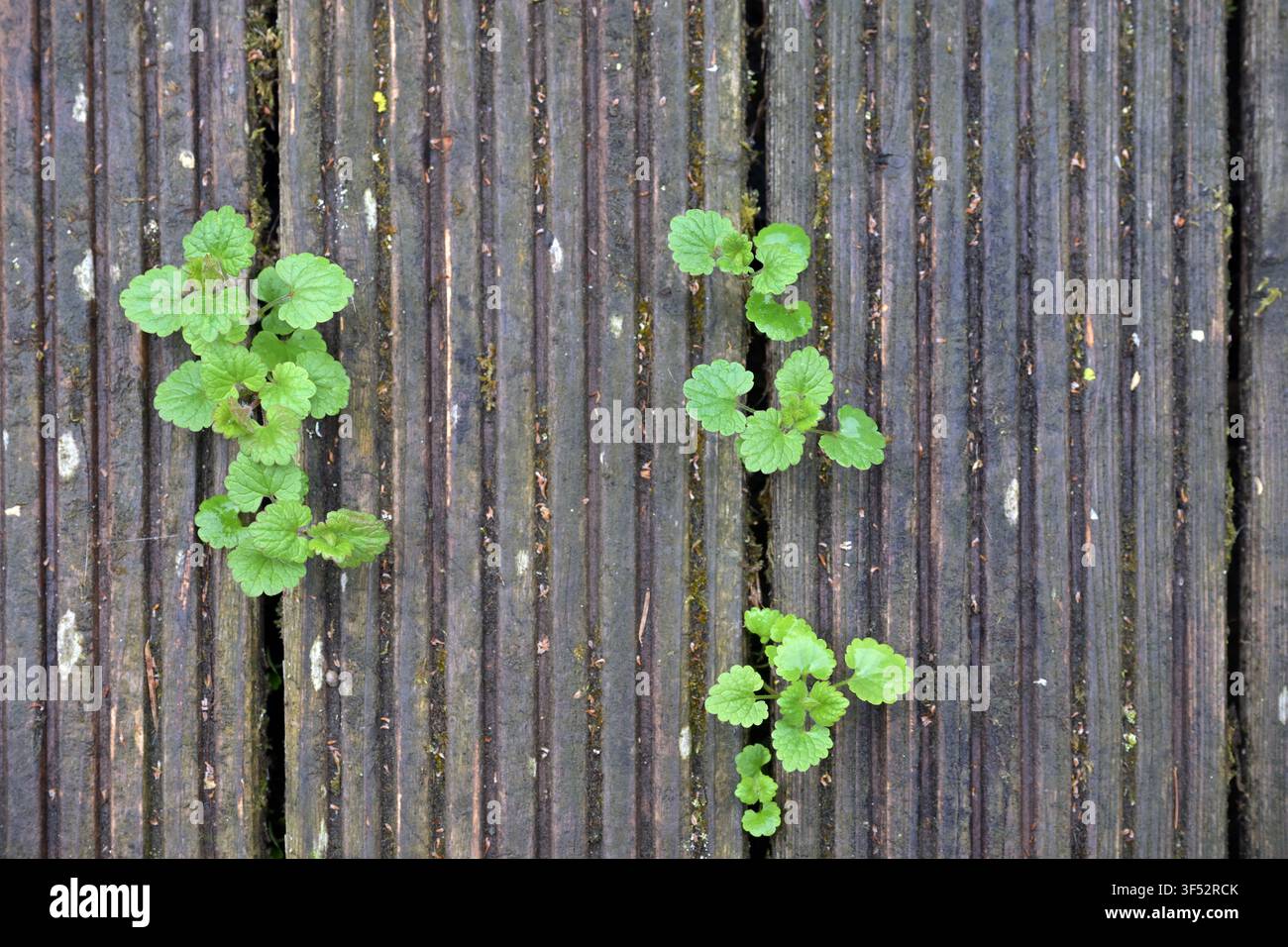 Bodenheide (Glechoma hederacea) wächst zwischen den Brettern eines verwitterten Holzterrassendecks, wilde Bodendeckpflanze, Zeichen von feuchtem und gut durchlässigem Boden, t Stockfoto