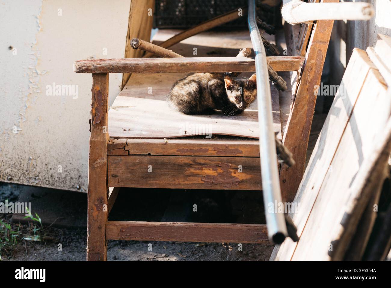 Kleiner Tortenschalenkater versteckt sich auf einer alten Holzplattform in einem rustikalen Hinterhof. Neugierige junge Katze im natürlichen Sonnenlicht, umgeben von verwittertem Holz, schafft eine ergreifende Szene des Landlebens und des Tierschutzes. Stockfoto