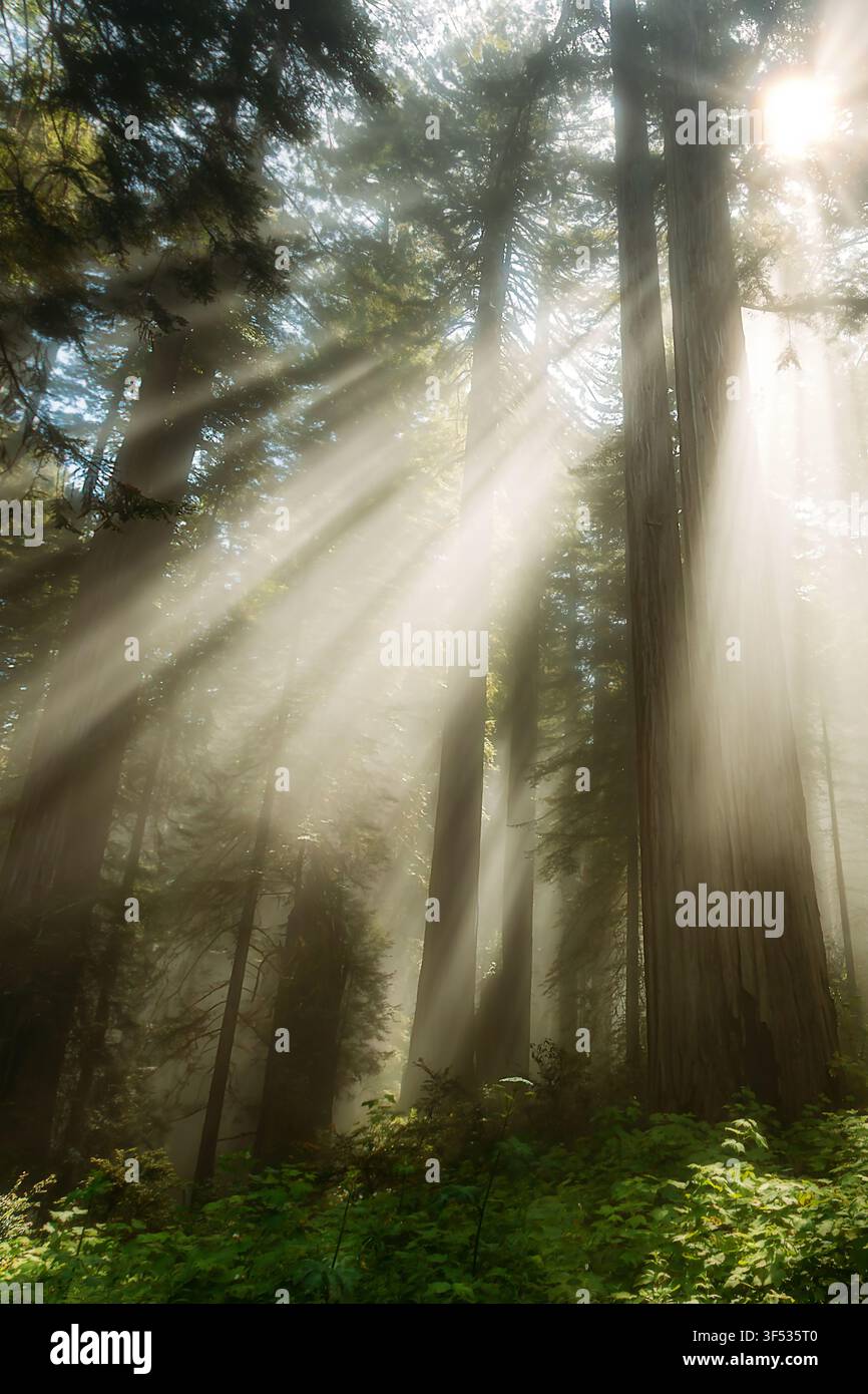 Helle Sonnenstrahlen, die durch einen Redwood-Wald scheinen Stockfoto