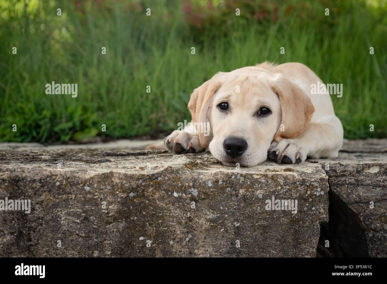 Trauriger gelber Labrador-Welpe ruht auf einer Steinmauer Stockfoto