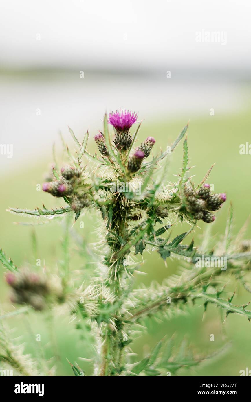 Wildblumenwiesen der Isle of Skye Stockfoto