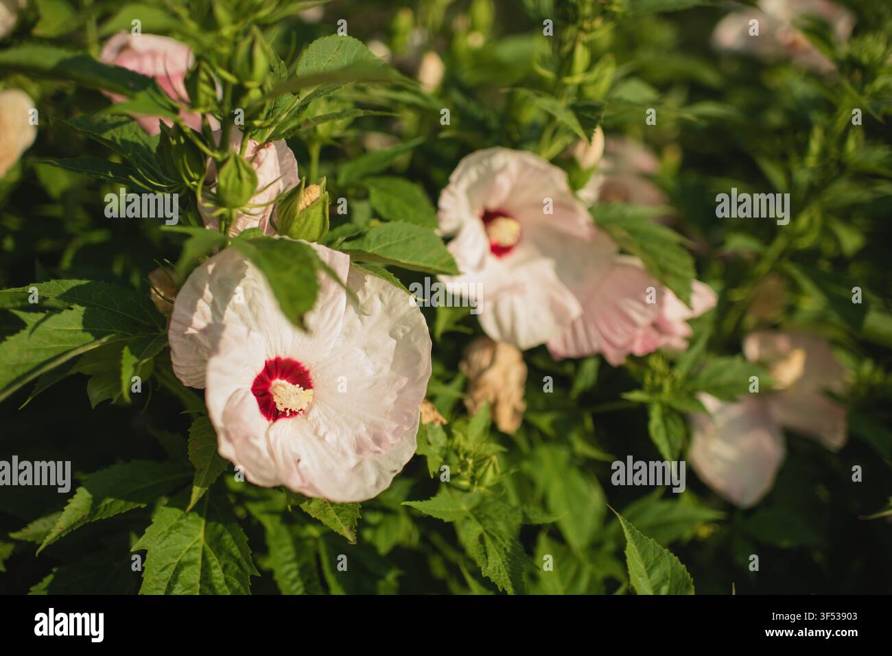 Blassrosa Hibiskusblüten, die im Sonnenschein blühen Stockfoto