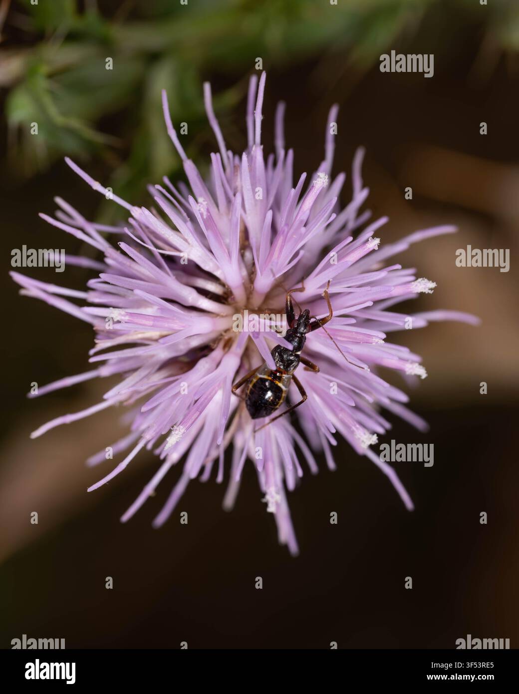 Bio Diversität - Himacerus mirmicoides - Kurzhörnige Wanzenjungfer auf lila Blüte. Hochwertiges Foto Stockfoto