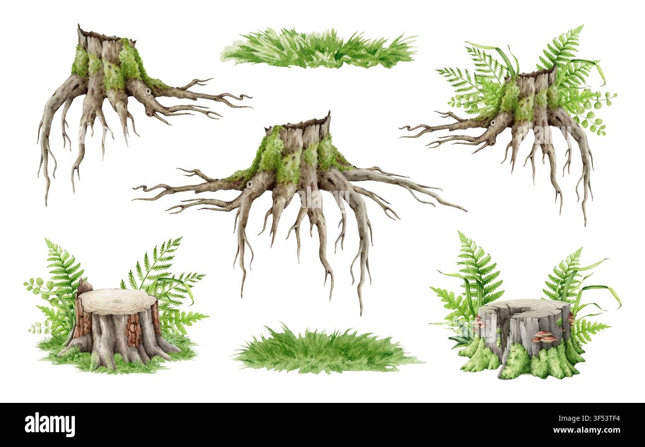 Wasserfarben-Illustrationssammlung von Waldstümpfen mit freiliegenden Wurzeln, Moos, Farnen und Gras, isoliert auf transparentem Hintergrund. Handgemaltes Waldmotiv Stockfoto