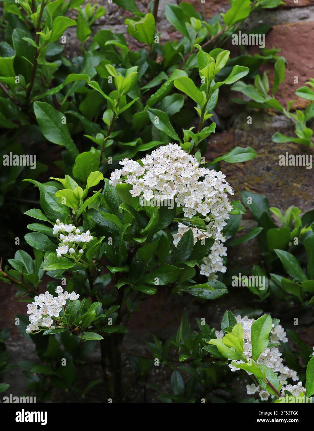 Asiatischer Feuerdorn, Pyracantha rogersiana, Rosaceae. China, Asien. Pyracantha rogersiana, der asiatische Feuerdorn, ist eine Art von Blütenpflanze. Stockfoto