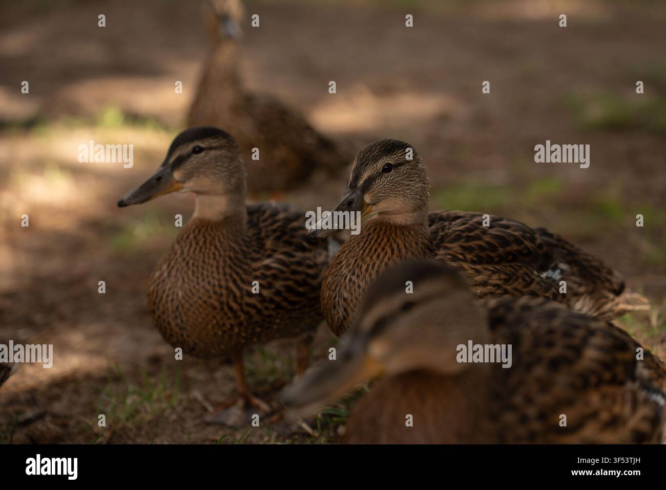 Nahaufnahme einer kleinen Gruppe gesprenkelter brauner Enten, die auf schattigem erdigen Boden an einem Park- oder Waldrand ruhen, warme gedämpfte Töne, weiche Tiefenschärfe im Hintergrund Stockfoto