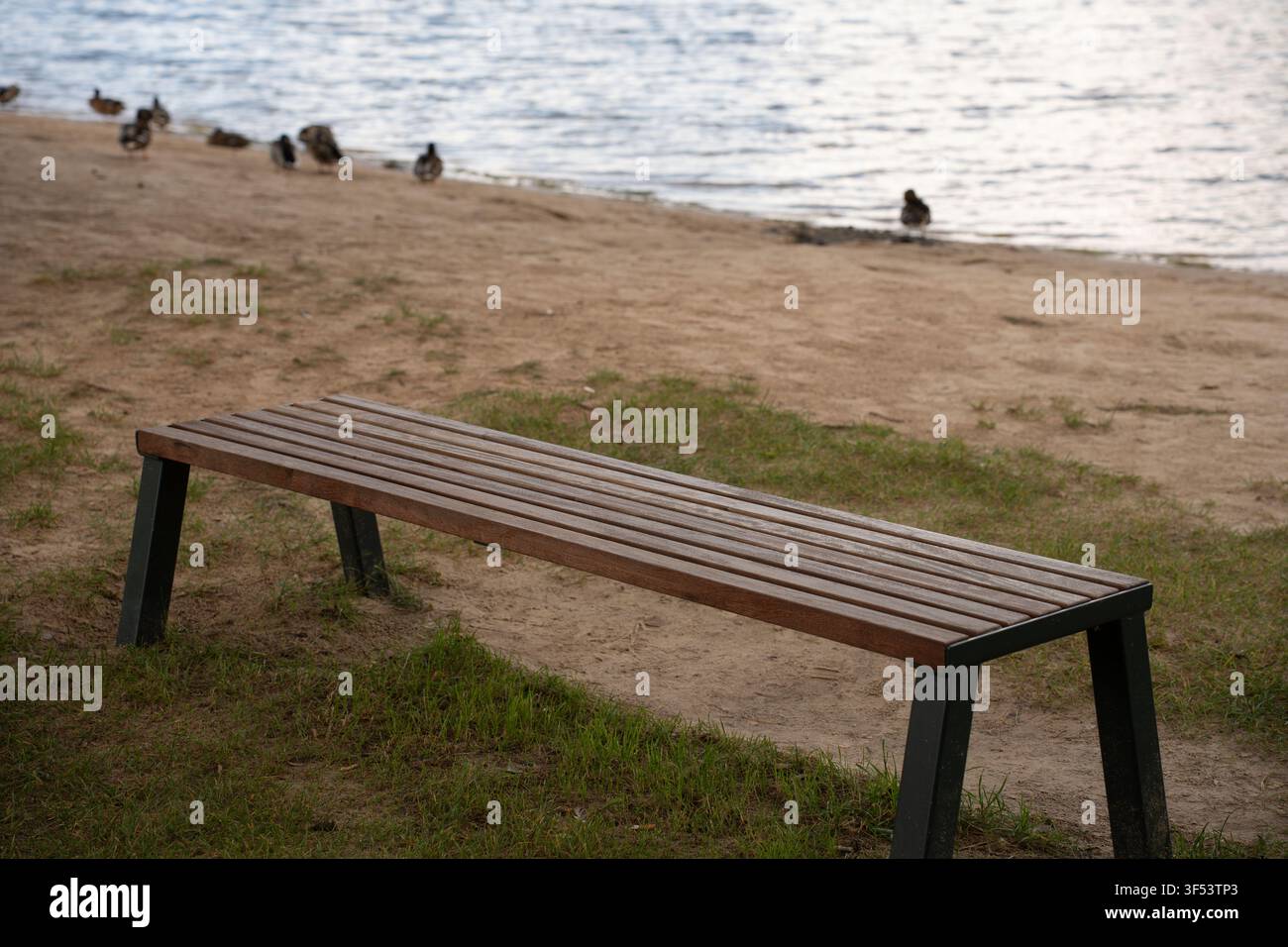 Holzbank mit Lattenrost an einem ruhigen sandigen Seeufer mit silberblau schimmerndem Wasser und entfernten ruhenden Enten; gedämpfte Erdtöne, subtiles Gras und Überwachsenes Stockfoto