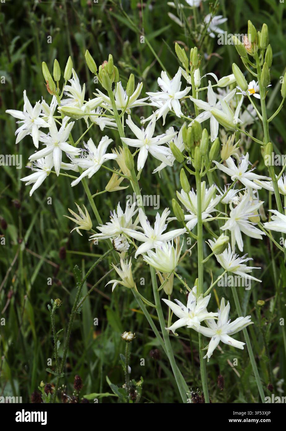 Große Camas, Große Camas oder Wildhyazinte, Camassia leichtlinii 'Semiplena', Asparagaceae. Nordamerika. Halbdoppelte Sorte. Stockfoto