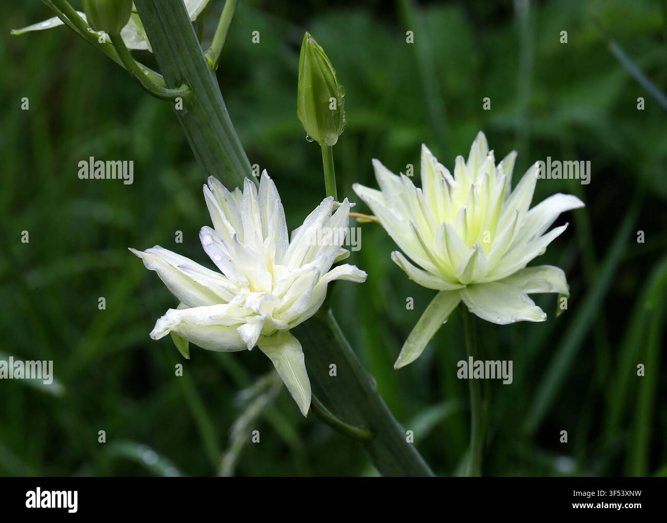 Große Camas, Große Camas oder Wildhyazinte, Camassia leichtlinii 'Semiplena', Asparagaceae. Nordamerika. Halbdoppelte Sorte. Stockfoto