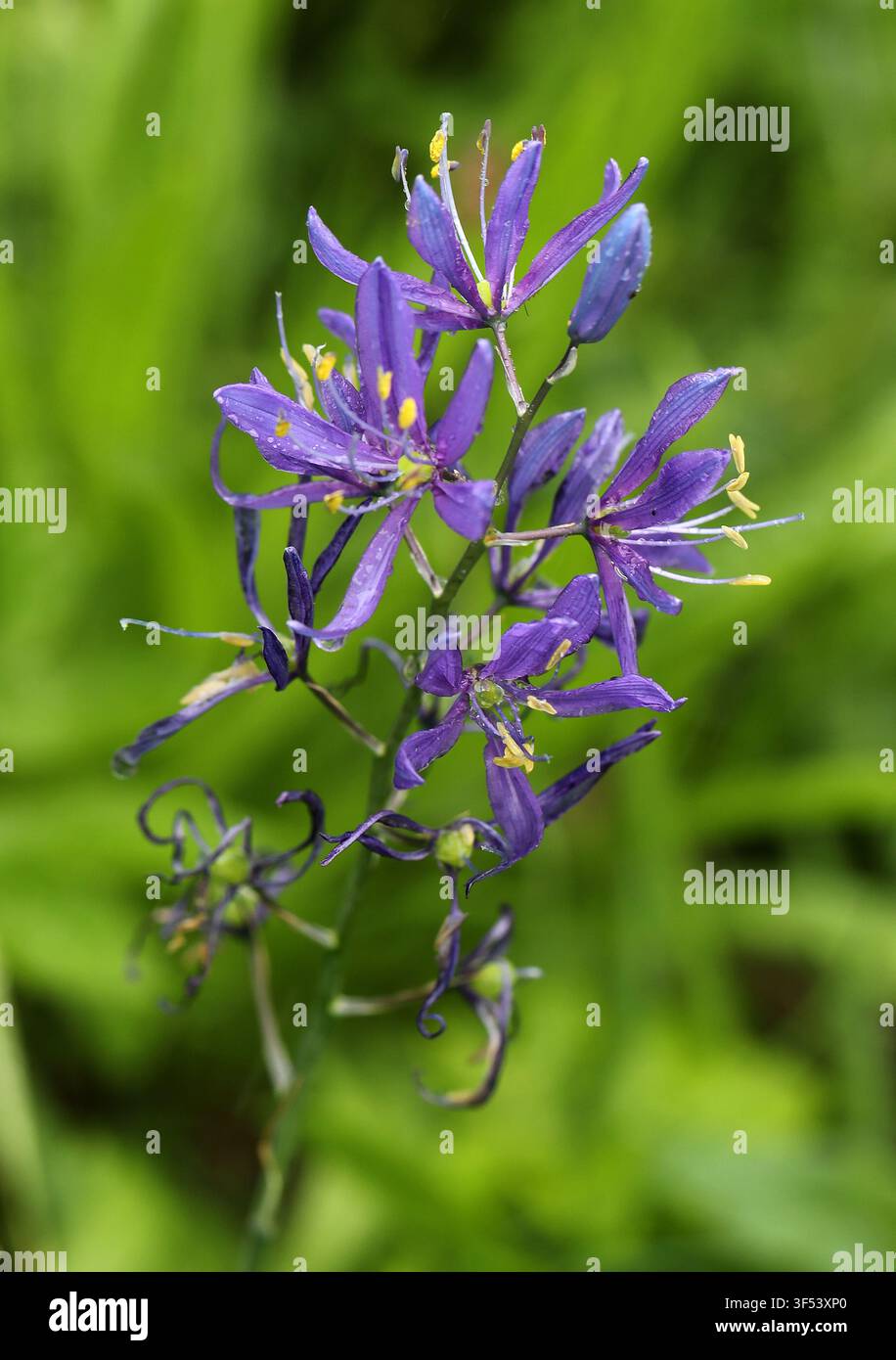 Gewöhnliche Kamas oder Cusicks Kamas, Camassia cusickii, Agavaceae, Kalifornien und östliches Oregon, USA, Nordamerika. Stockfoto