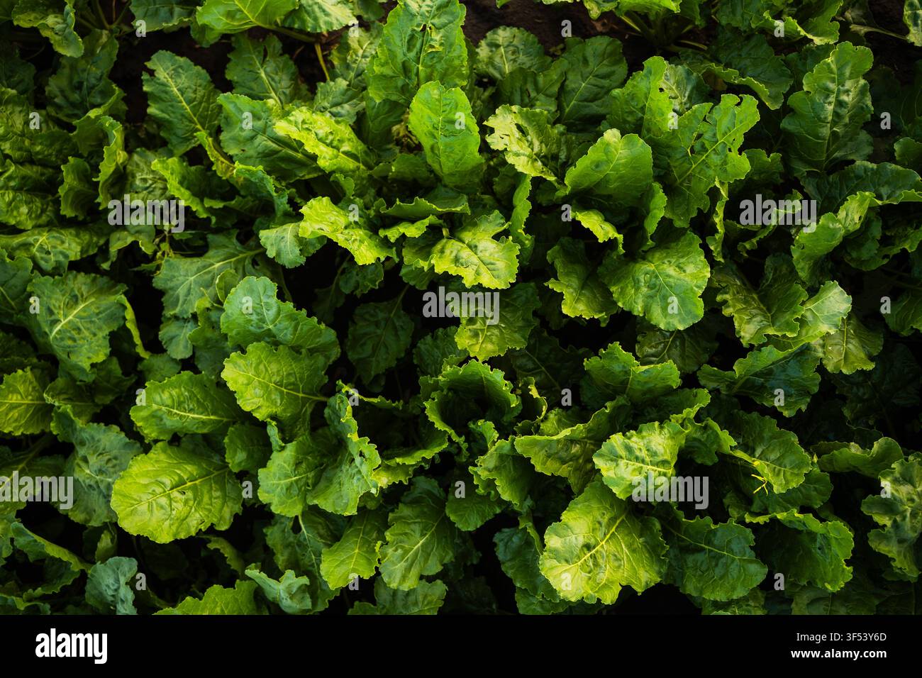 Säulige grüne Rübengrün, die auf dem Feld wachsen, lebendiges Bio-Obst, Konzept der landwirtschaftlichen Bewirtschaftung Stockfoto