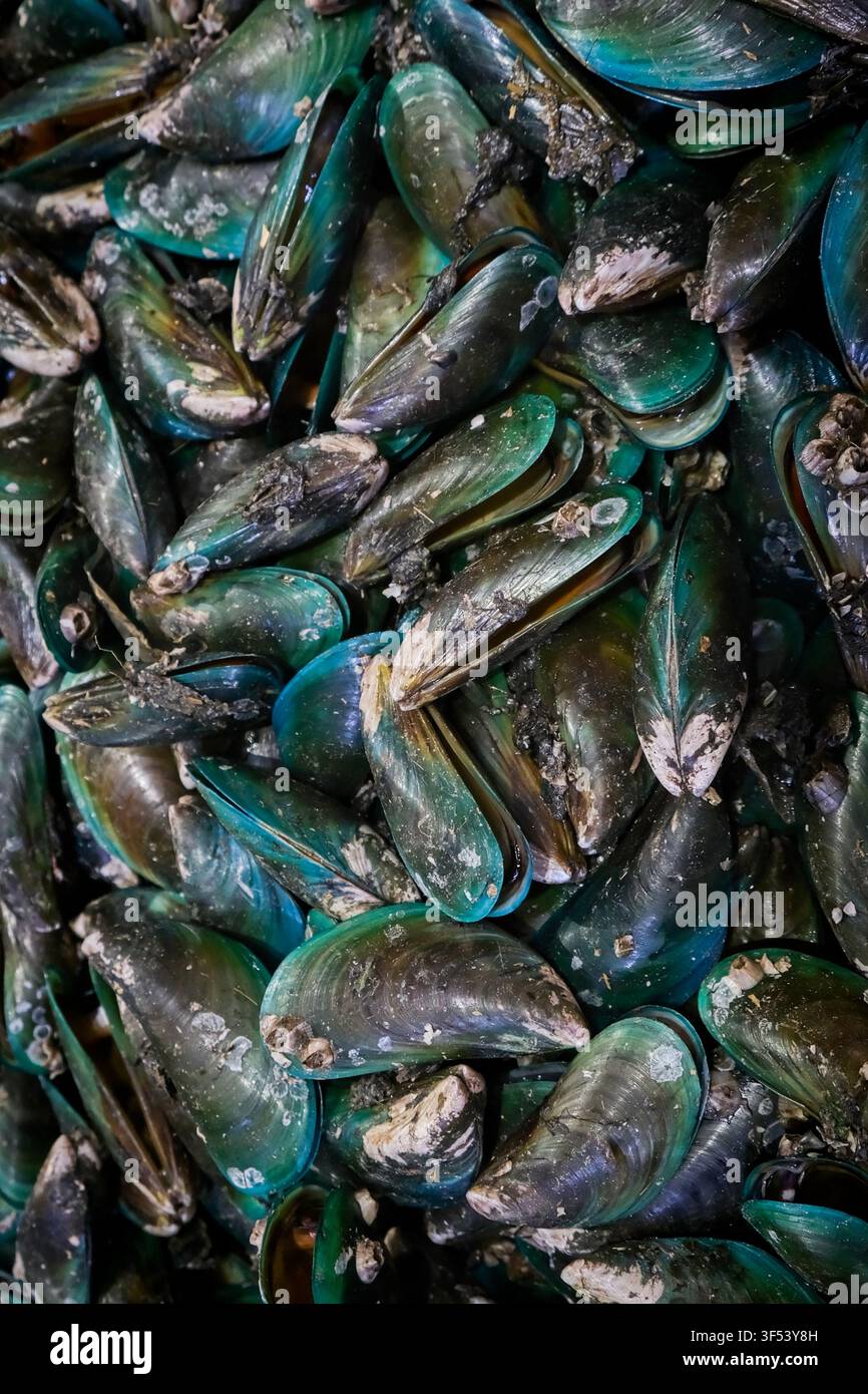 Frische grüne Muscheln auf dem Fischmarkt. Roher Meeresfrüchte-Hintergrund mit natürlicher Schalentextur und Meeresfrüchte-Konzept Stockfoto