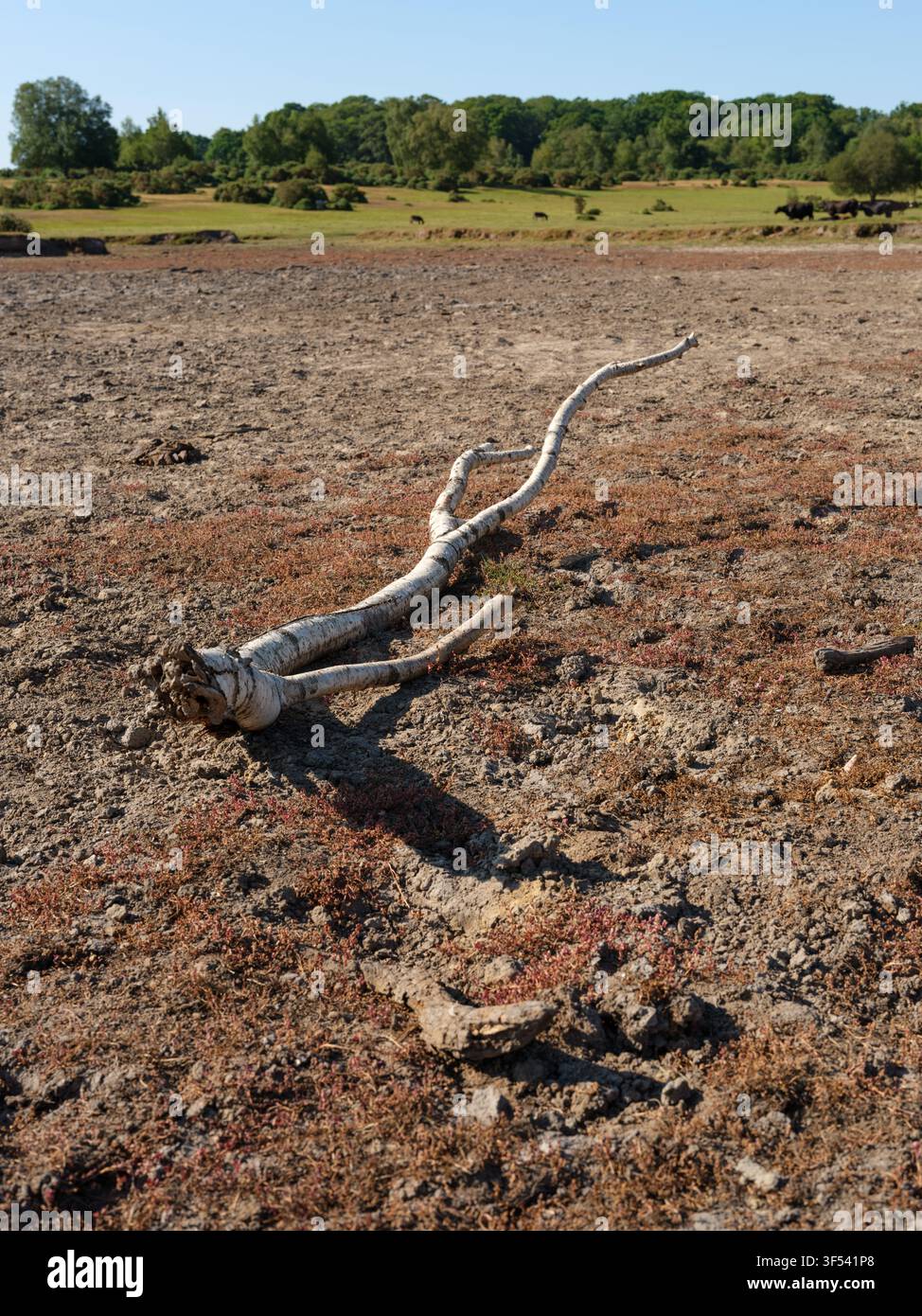 Der Sturtmoor-Teich, ein regelmäßiger Trinkplatz für die Tiere des New Forest, die auf der Plaitford Common leben, ist völlig ausgetrocknet und bietet kein Trinkwasser Stockfoto