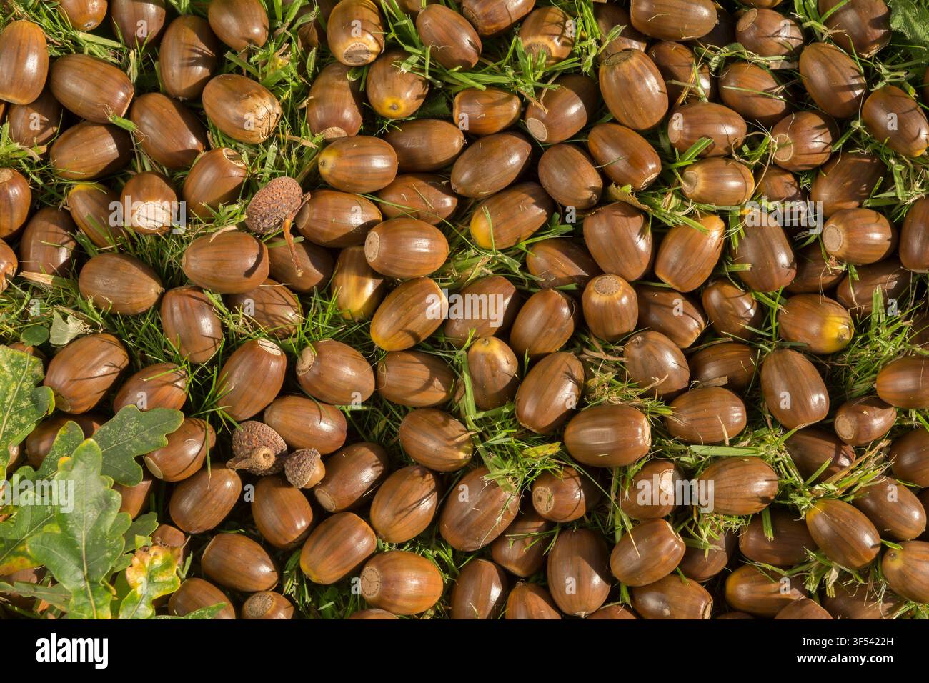Eine Masse Eicheln im Herbst, Herbst. Stockfoto