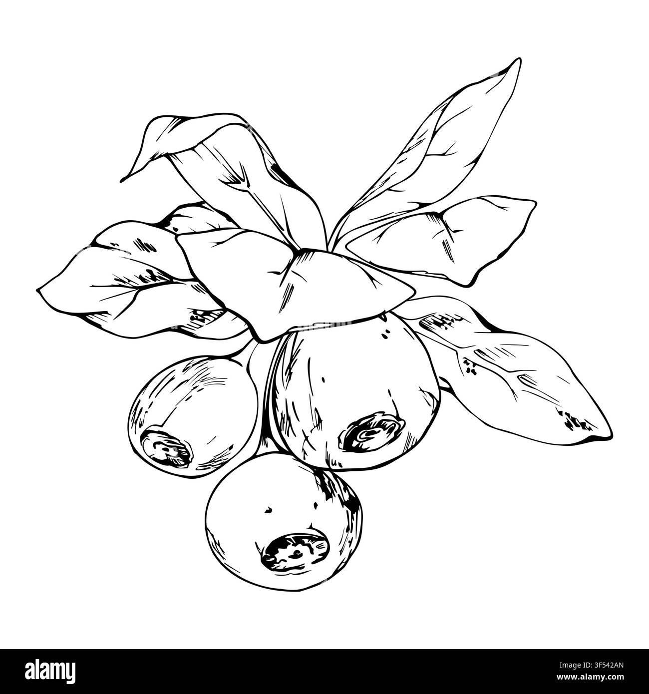 Waldbeeren, Blaubeeren mit üppigen Blättern in Rosette. Isolierte botanische Illustration handgezeichnet in Vektortinte. Naturproduktetiketten, Tee Stock Vektor