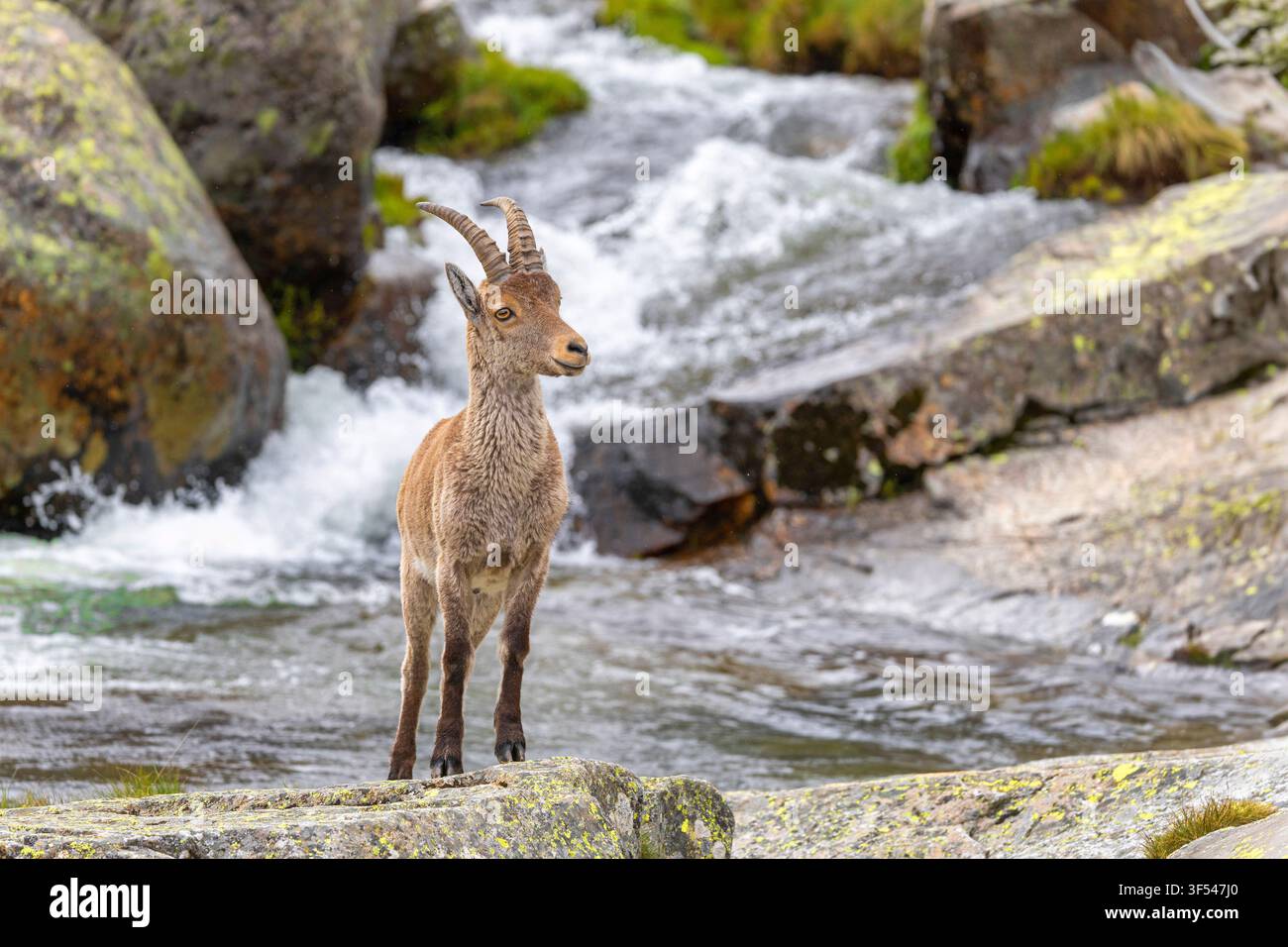 Spanischer Steinbock, Iberischer Steinbock, Iberische Wildziege, Spanische Wildziege (Capra pyrenaica, Capra ibex pyrenaica), junger Mann steht auf einem Felsen am Berg Stockfoto