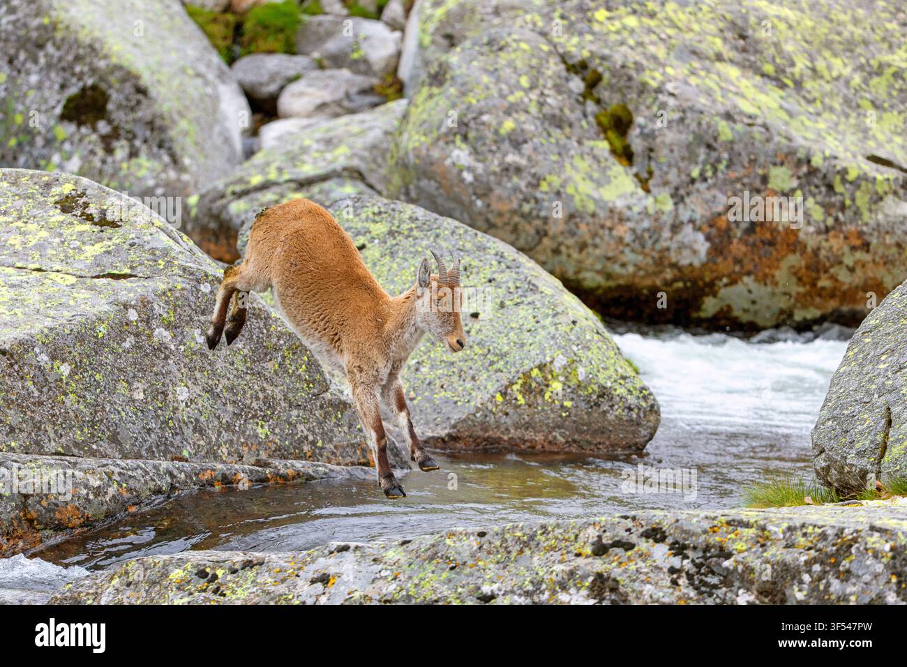 Spanischer Steinbock, Iberischer Steinbock, Iberische Wildziege, Spanische Wildziege (Capra pyrenaica, Capra ibex pyrenaica), junges Tier springt über einen Bergbach Stockfoto