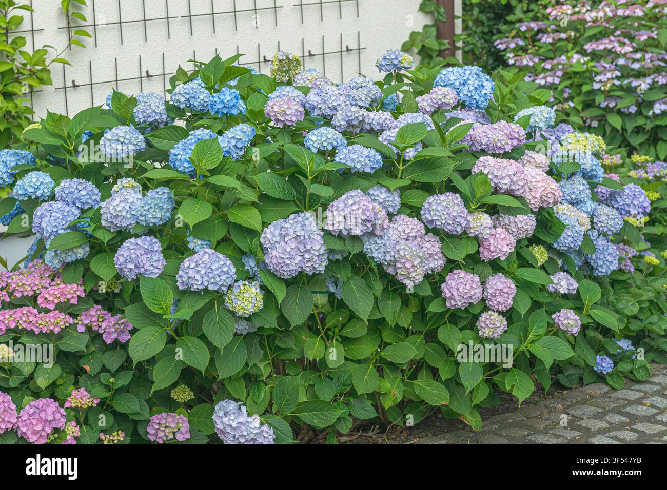 Gartenhortensie, Spitzenhut-Hortensie (Hydrangea macrophylla 'Endless Summer', Hydrangea macrophylla Endless Summer), Wuchs der Sorte Endless Summer Stockfoto