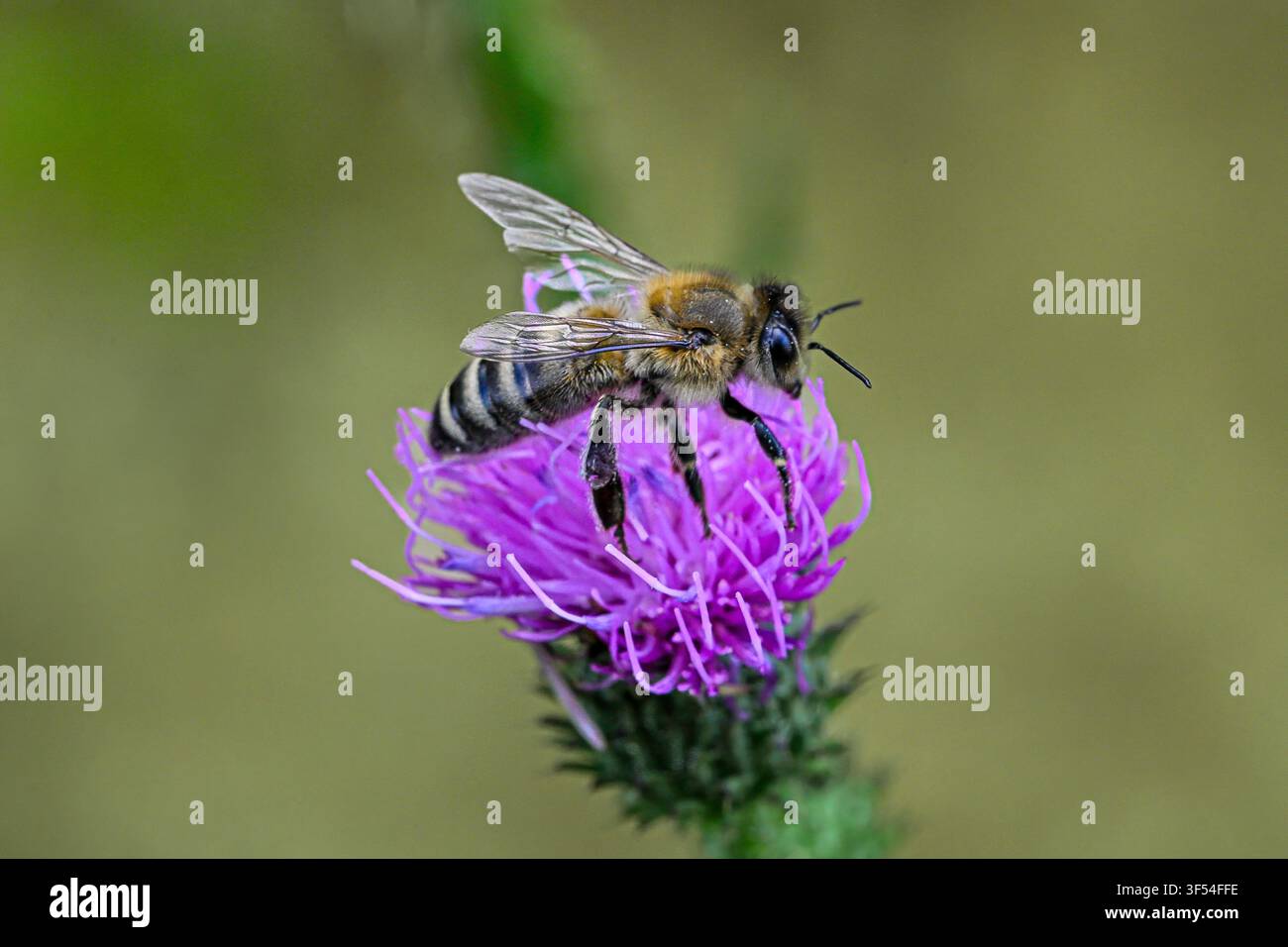 Biene sammelt Pollen von einer Großen Karde Stockfoto