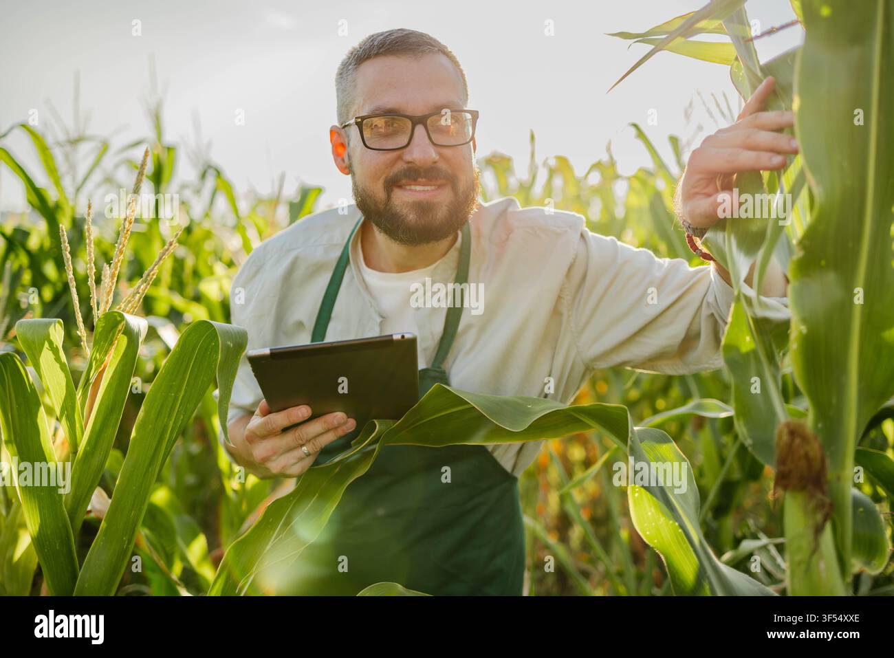 Bauer im Maisfeld mit Tablet Stockfoto