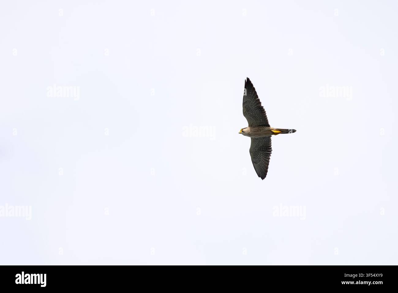 Lannerfalke Falco biarmicus, im Flug, Gambia-Fluss, Birkama, Gambia, Januar Stockfoto