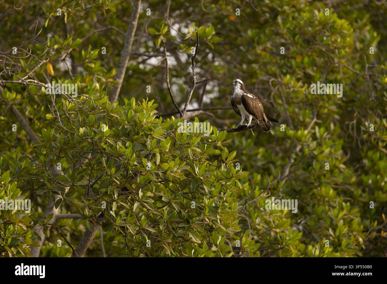 Osprey Pandion haliaetus, adult mit Fisch, Gambia-Fluss, Birkama, Gambia, Januar Stockfoto