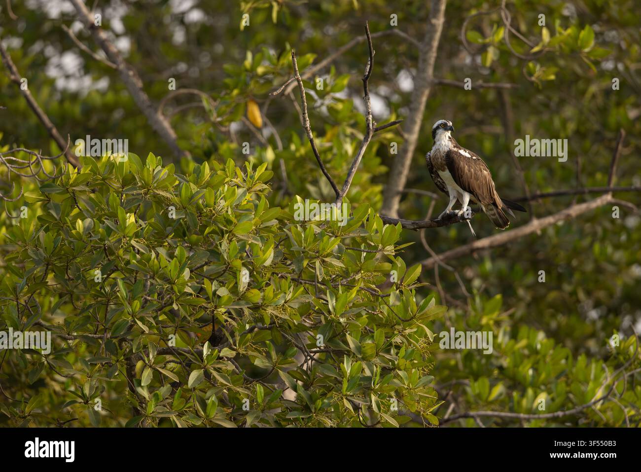 Osprey Pandion haliaetus, adult mit Fisch, Gambia-Fluss, Birkama, Gambia, Januar Stockfoto