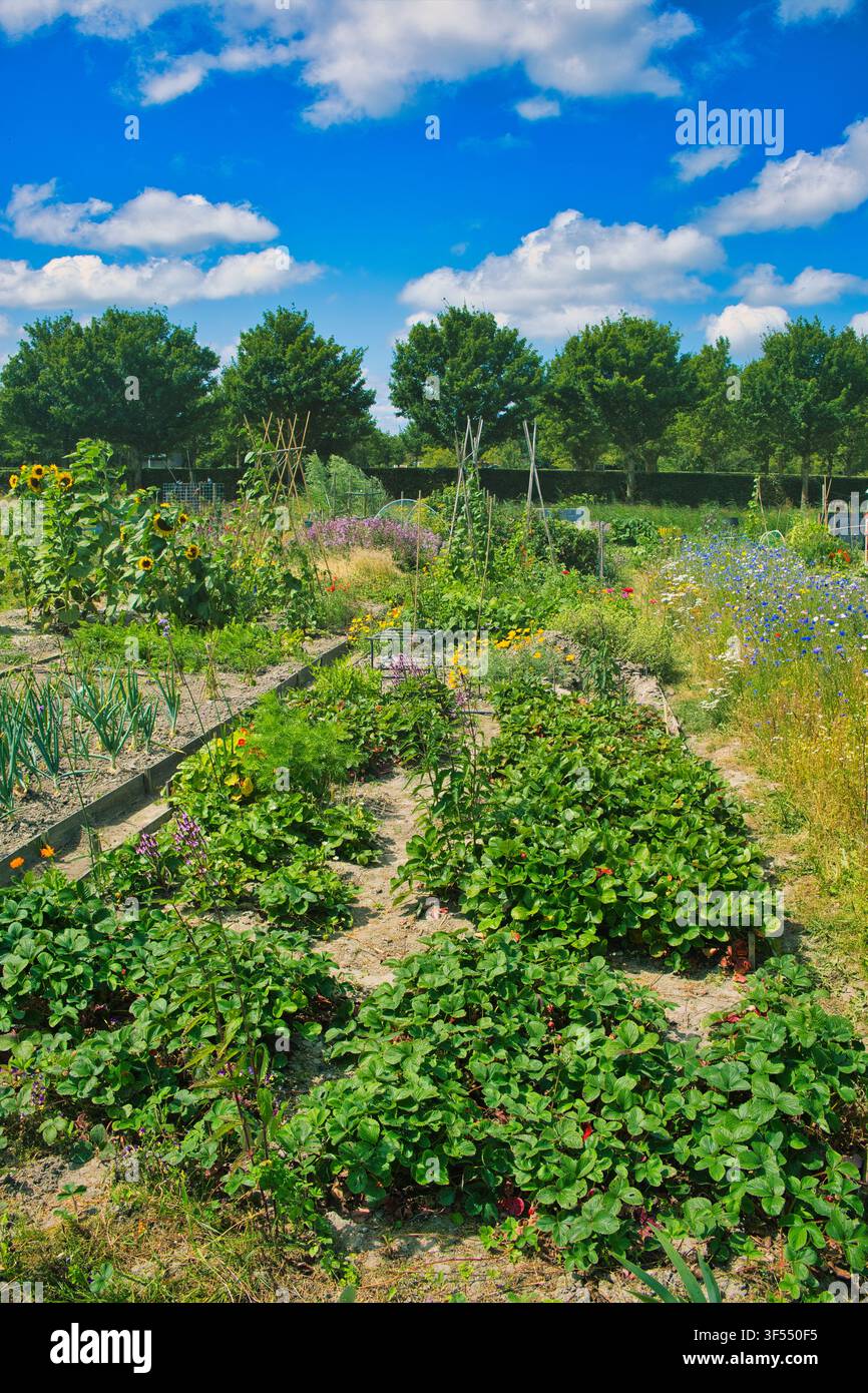 Üppiger Gemeinschaftsgarten mit Erdbeeren, vielfältigem Gemüse und Blumen unter einem strahlend blauen Sommerhimmel in der Provinz Groningen, den Niederlanden Stockfoto