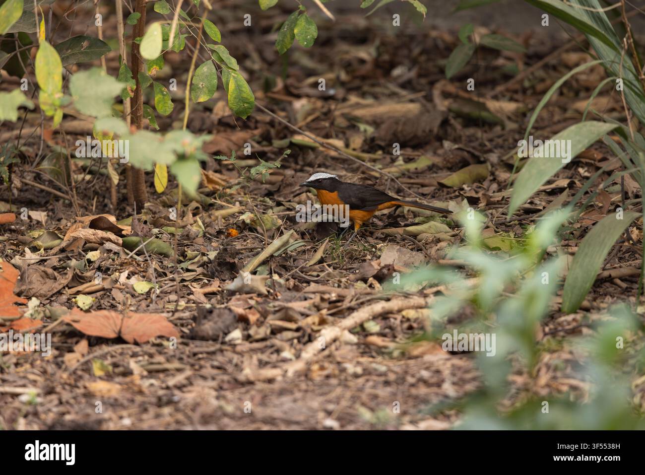 Weißkrönchen-Robinie Cossypha albicapillus, erwachsenes Tier, das in der Laubstreu forscht, Kubuneh, Brikama, Gambia, Januar Stockfoto