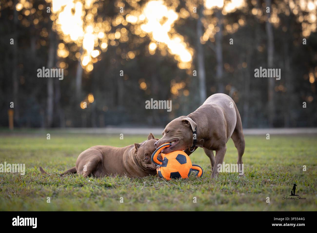 Zwei Pitbull-Hunde spielen zusammen Ball Stockfoto