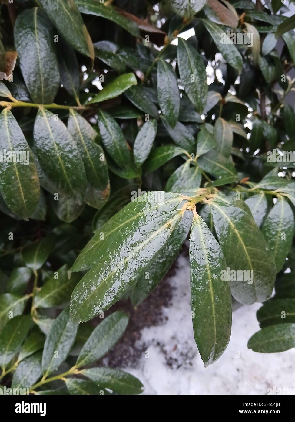 Grüne glänzende Blätter eines Strauchs im Nahaufnahme mit schmelzendem weißem Schnee auf dem Boden - Smartphone-aufgenommenes Stockfoto