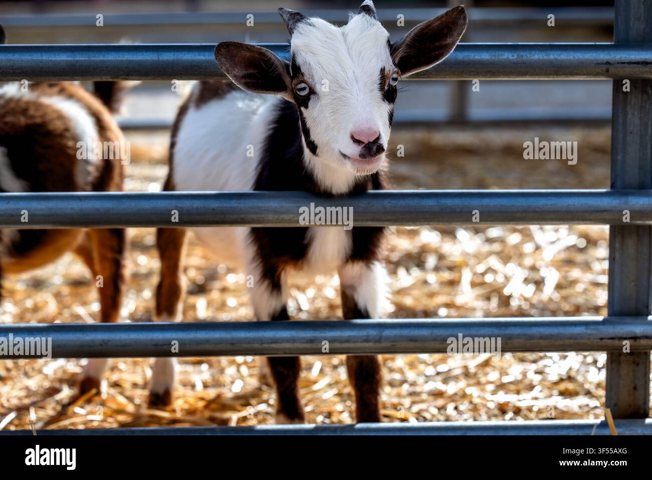Dubuque, Iowa, USA - 30. Juli 2026: Ein junges Zicklein steht hinter einem Viegehege während der Dubuque County Fair, einer der jährlichen Messen im Osten von Iowa Stockfoto