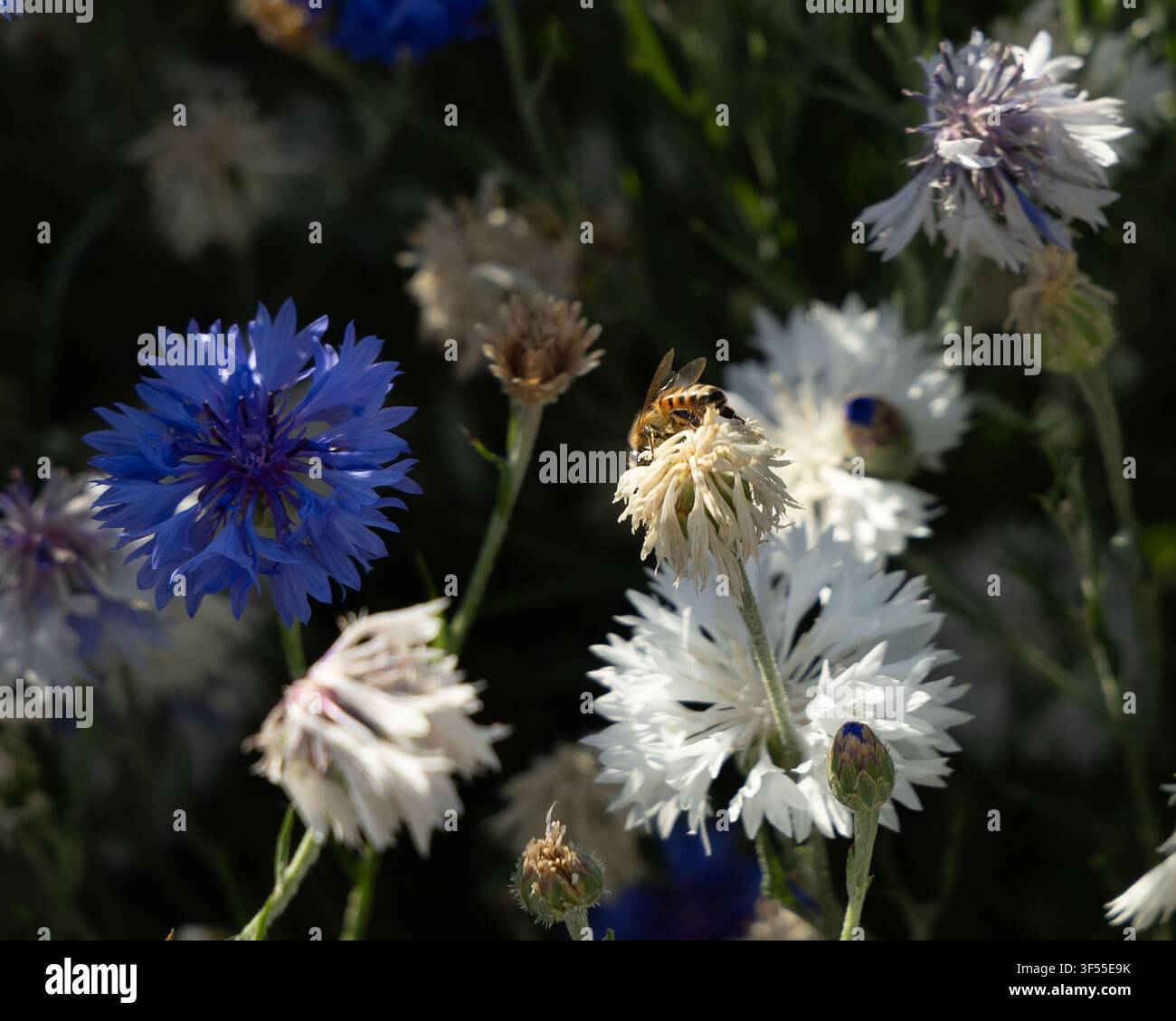 Kornblumen mit einer Honigbiene, die beim Suchen nach Nektar bestäubt Stockfoto