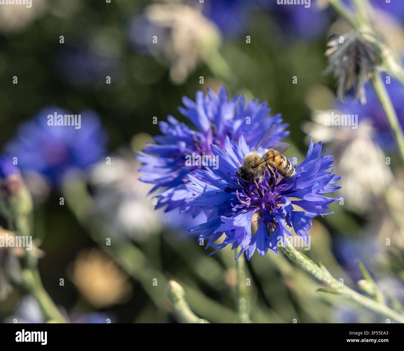 Kornblumen mit einer Honigbiene, die beim Suchen nach Nektar bestäubt Stockfoto