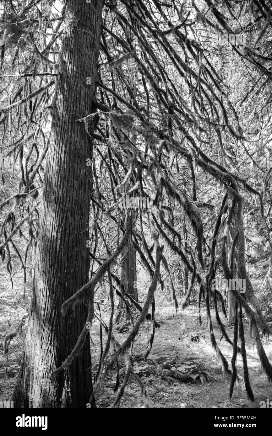 Baumzweig mit Moos im Hoh-Regenwald. Hoh Regenwald. Moosbedeckte Baumzweige im Hoh Rain Forest. Wilder Regenwald Stockfoto