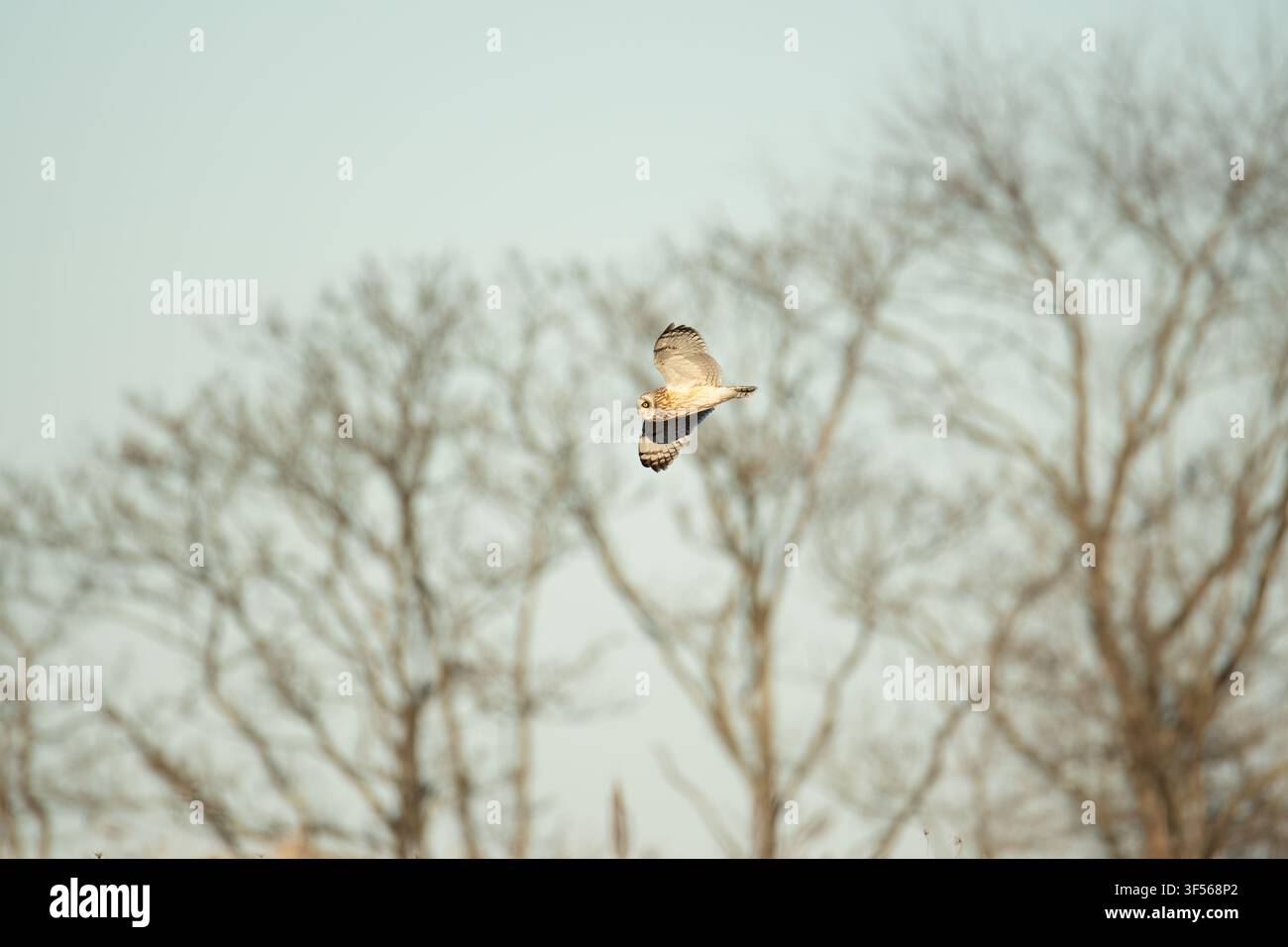 Kurzohlschwanz-Eule selten im Flug während des Winters durch Bäume fliegend Stockfoto