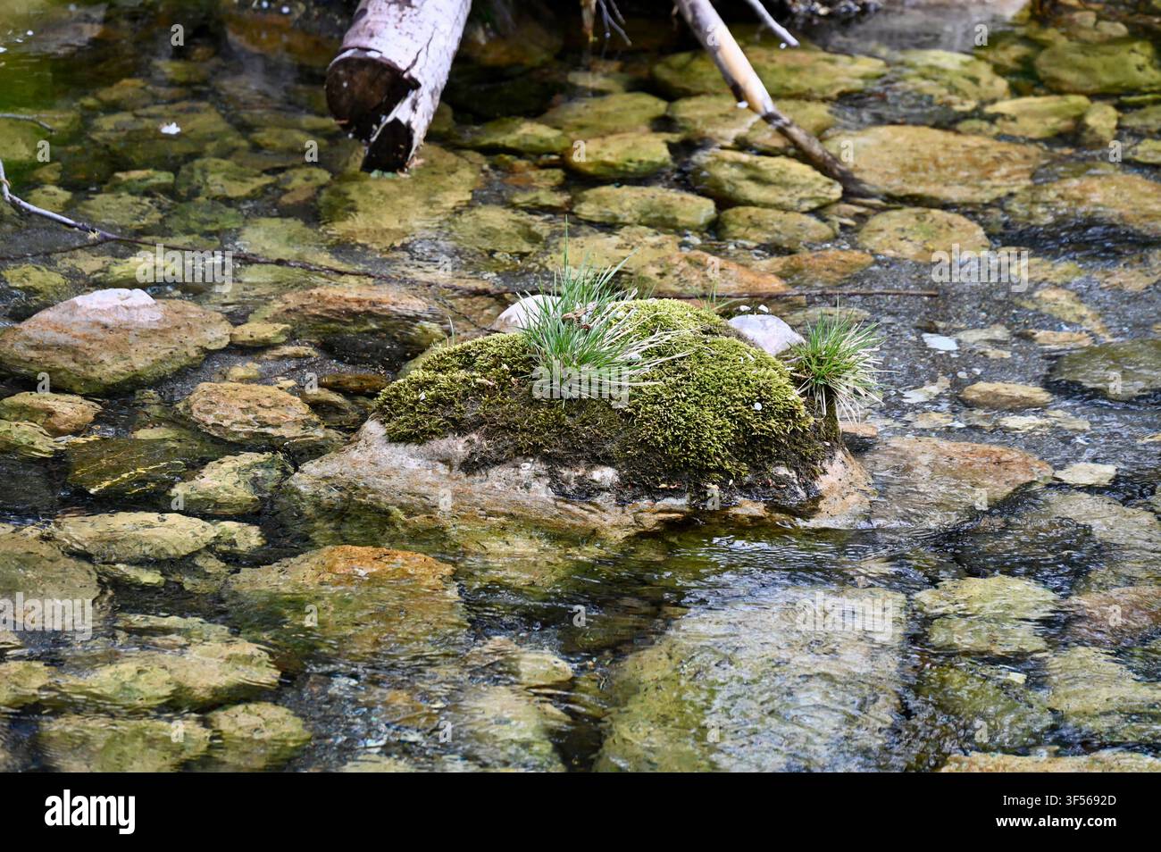 Eine Nahaufnahme eines kleinen, moosbewachsenen Felsens, das aus dem kristallklaren, flachen Wasser eines Bachbetts aufragt, umgeben von zahlreichen glatten, vom Wasser geschliffenen, gelbgrünen Kieselsteinen. Stockfoto