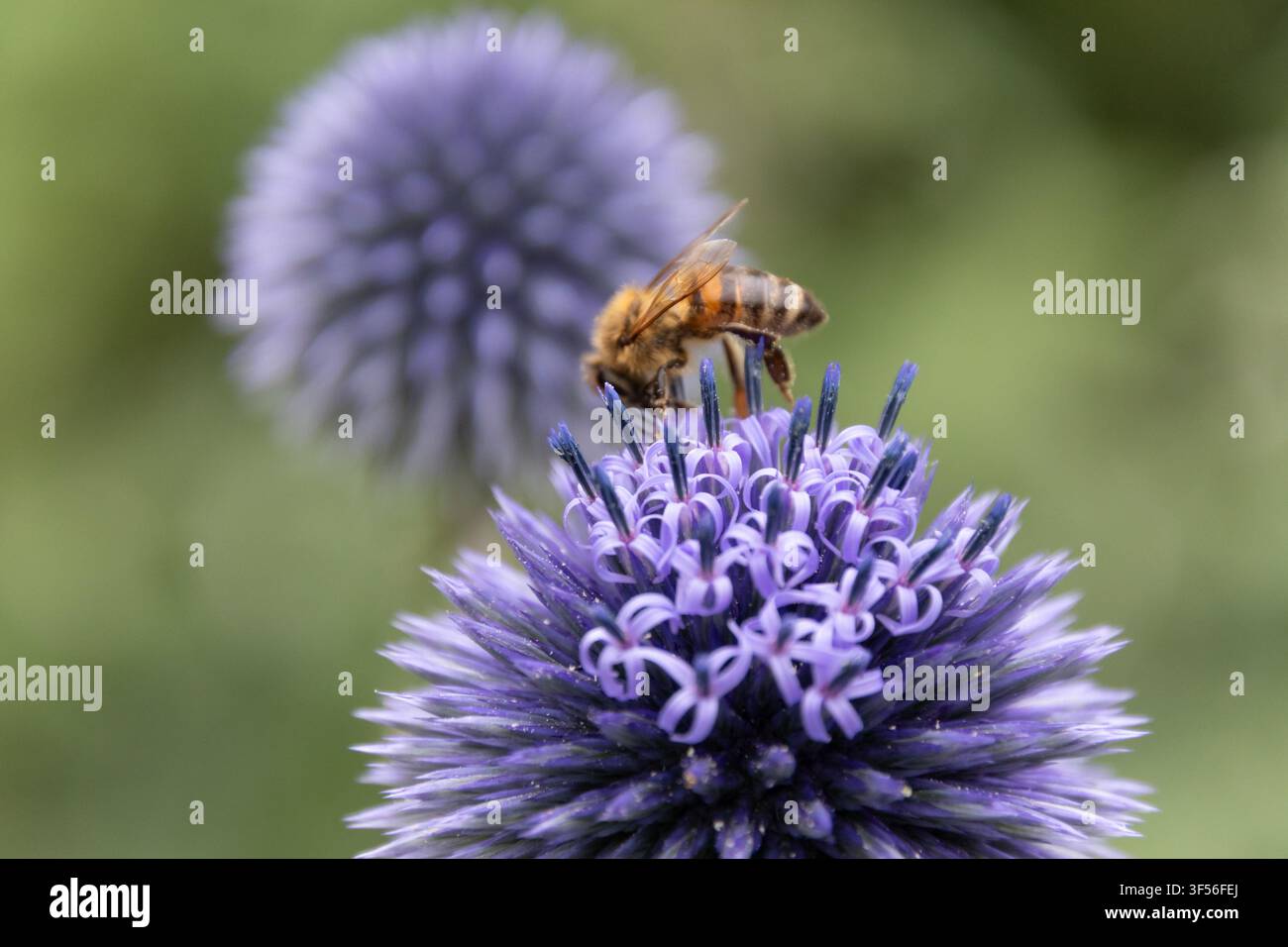 Nahaufnahme einer Honigbiene, die eine leuchtend violette Echinops-Blüte in einem Sommergarten bei Tageslicht bestäubt. Stockfoto