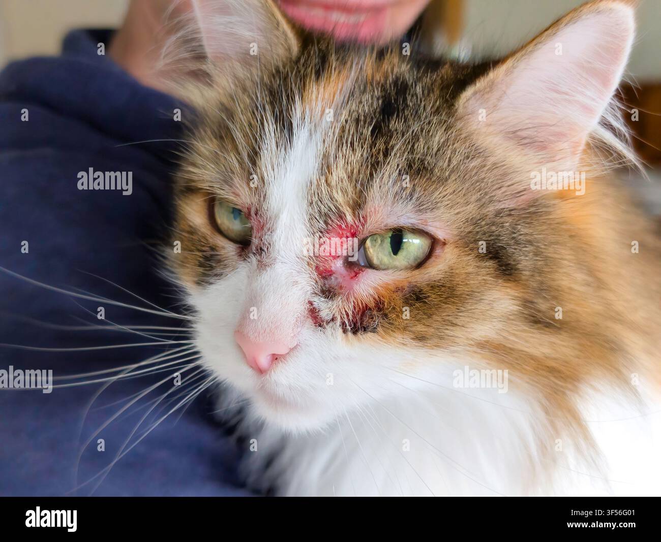 Eine extreme Makroaufnahme einer langhaarigen Hauskatze mit entzündeter, roter Haut, Haarausfall und Krustenbildung um beide Augen. Ideal für Veterinärmedizin Stockfoto