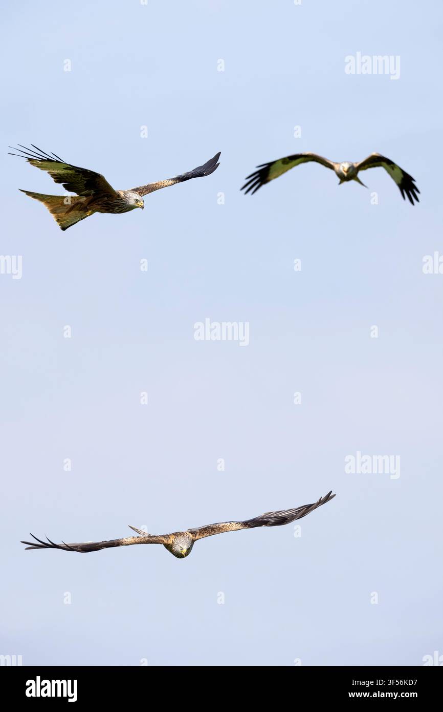 Drei Rotmilane, Milvus milvus, fliegen in dem klaren blauen Himmel, Galloway Red Kite Trail, Laurieston, Dumfries und Galloway, Schottland. 2026. Stockfoto