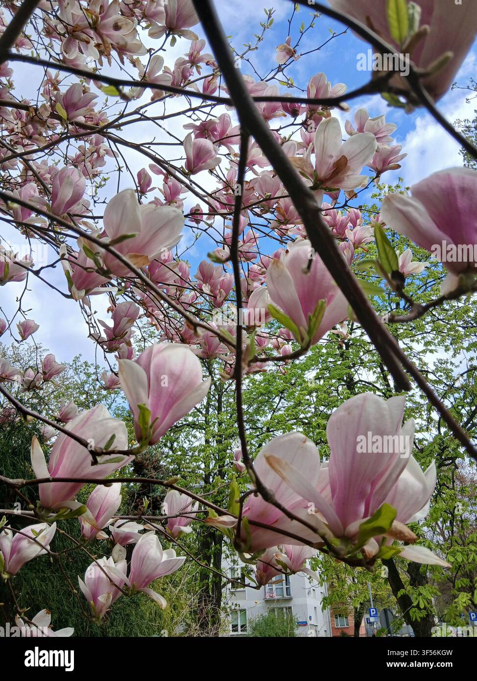 Blick nach oben zu Ästen eines blühenden Magnolienbaums, der mit rosa Blüten gefüllt ist, vor einem strahlend blauen Himmel - Smartphone-aufgenommenes Stockfoto