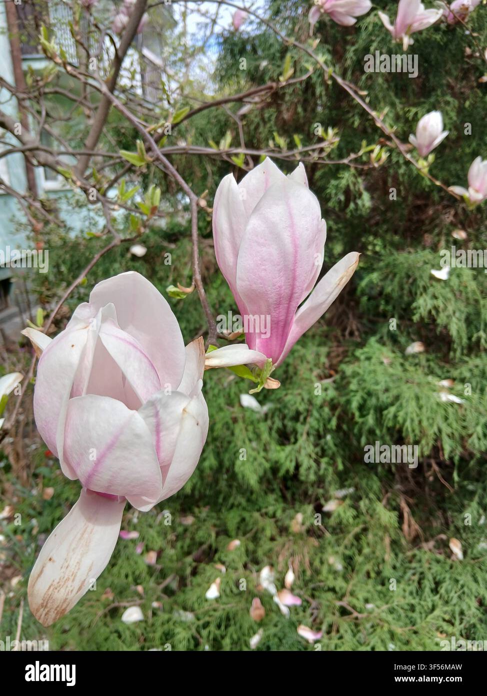 Zwei zarte rosa Magnolienknospen blühen an einem Ast mit verschwommenem grünen Nadelbaumlaub im Hintergrund - Smartphone-aufgenommenes Stockfoto