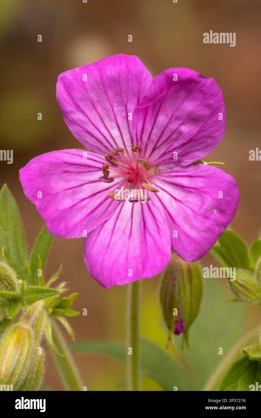 Klebriges violettes Geranien (Geranium viscosissimum) entlang des Grotto Falls Trail, Hyalite Recreation Area, Custer Gallatin National Forest, Montana Stockfoto